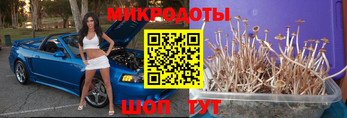 Псилоцибиновые грибы мицелий Черкесск